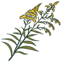 golden rod with leaves 