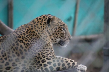 leopard in a zoo