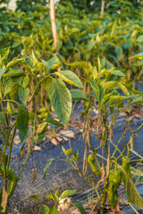 Problem of whitefly effect on leaves and branches of vegetables plants in field inside greenhouses, Whitefly Aleyrodes proletella agricultural pest on pepper leaf, Whiteflies on underside of leaves.