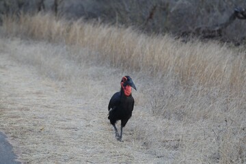 Southern Ground Hornbill in Kruger National Park, South Africa, walking on dry savanna ground. Endangered African bird species.