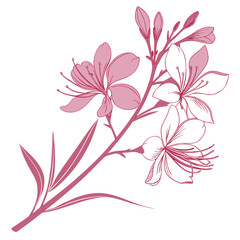 gaura pink flower with leaves