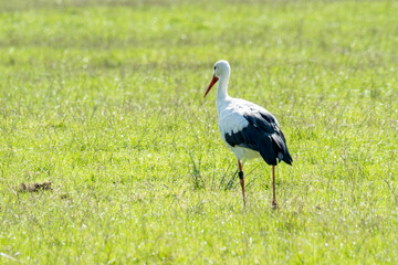 White stork standing in green meadow