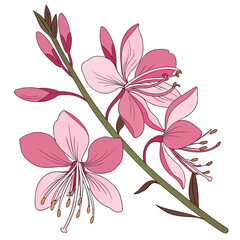 gaura pink flower on white background 