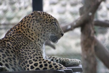 leopard in a zoo