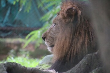 Lion in a zoo