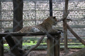 leopard in a zoo