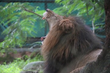 Lion in a zoo