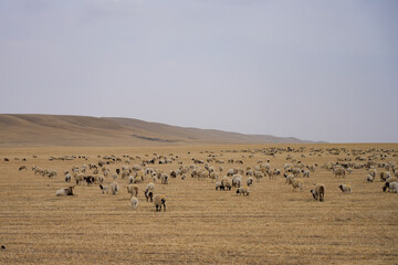 flock of sheep in a field