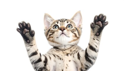 Playful kitten looking upward