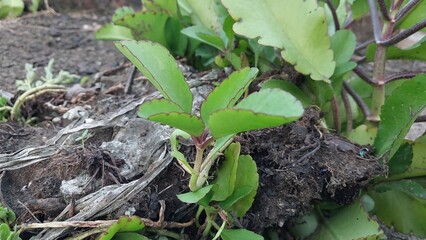 close up of a plant in the garden.  Allover plant. 
