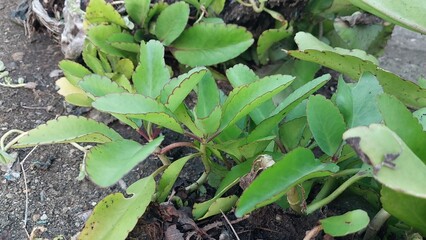 Allover plant. close up of a plant in the garden.  