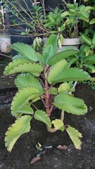 close up of a plant in the garden.  Allover plant. 