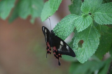 Butterfly on a leaf