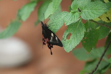Butterfly on a leaf