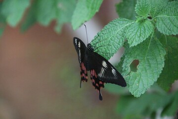 Butterfly on a leaf