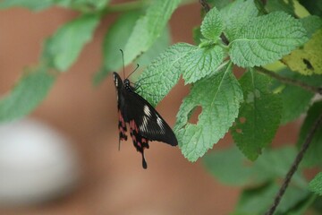 Butterfly on a leaf