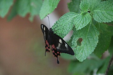 Butterfly on a leaf