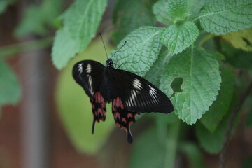 Butterfly on a leaf