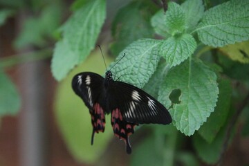 Butterfly on a leaf