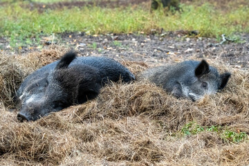 Wild boars resting in hay nest in forest