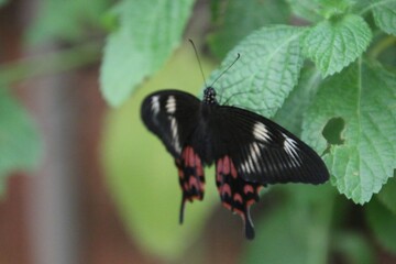 Butterfly on a leaf