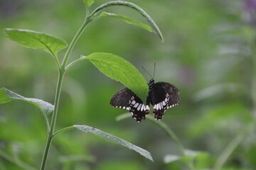 Butterfly on a leaf