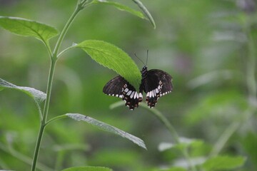 Butterfly on a leaf