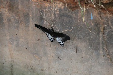 Butterfly on a wall