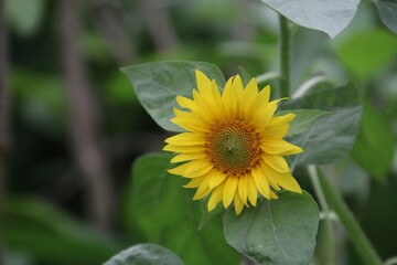 Sunflower in the garden