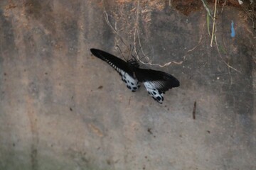 Butterfly on a wall