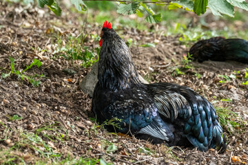 Black rooster resting on ground in farm setting