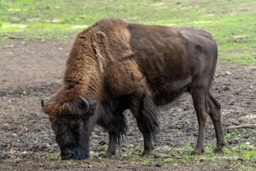 Fototapeta premium American bison grazing outdoors on brown earth
