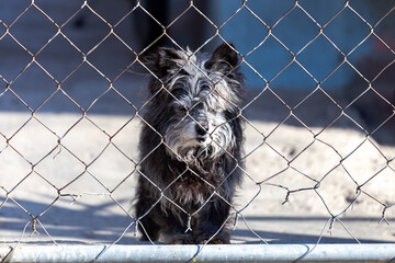 Perro triste en una jaula.