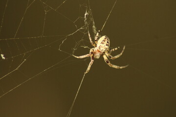 furrow spider in its web for capturing prey
