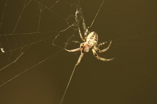 furrow spider in its web for capturing prey
