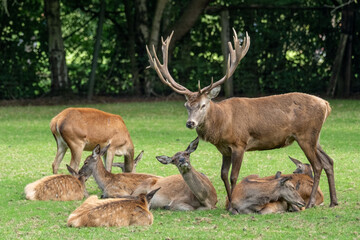 Red deer stag resting with hinds and fawns in grassland