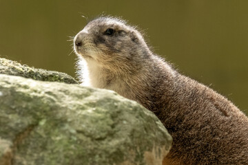 Alert prairie dog looking out from behind rock