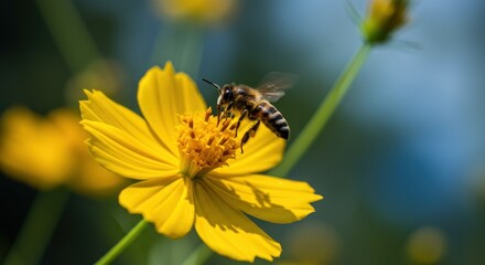 A bee hovers over a yellow flower collecting nectar