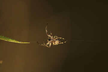 furrow spider in its web for capturing prey
