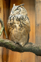 Eurasian eagle owl perched resting on tree branch