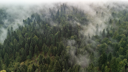 Aerial view of a dense mountain forest covered with fog and mist. Scenic landscape with evergreen...