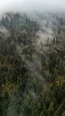 Aerial view of a dense mountain forest covered with fog and mist. Scenic landscape with evergreen pine trees, natural wilderness and mysterious atmosphere. Perfect background for nature, travel, ecolo