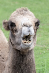 Obraz premium Dromedary camel chewing grass making funny face