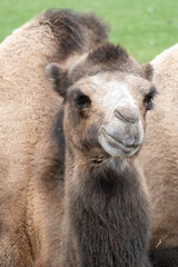 Bactrian camel head close-up looking at camera