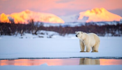 Polar bear at sunrise on icy landscape