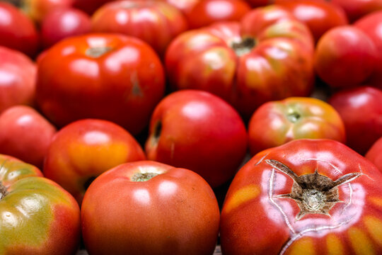 Bio tomatoes on farmer market. Farm fresh tomatoes on wooden table. Organic vegetables background.