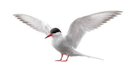 Arctic tern bird in flight isolated on transparent background