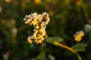 A blooming bouquet of buckwheat in a field at sunset. This scene captures the beauty of nature at sunset.