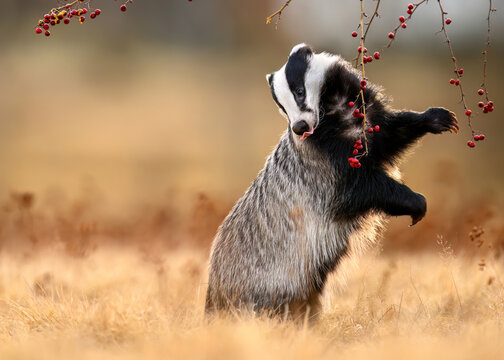 Badger close up ( Meles meles )