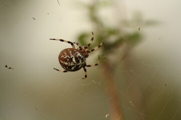 The Four-Spot Orb-Weaver (Araneus quadratus) on a web in late summer, Czech republic 